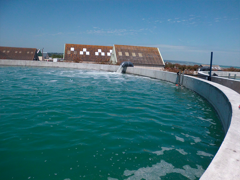 Aération des bassins ostréicole près de Créances  | Perdr'Eau, Les Maîtres de l'Eau