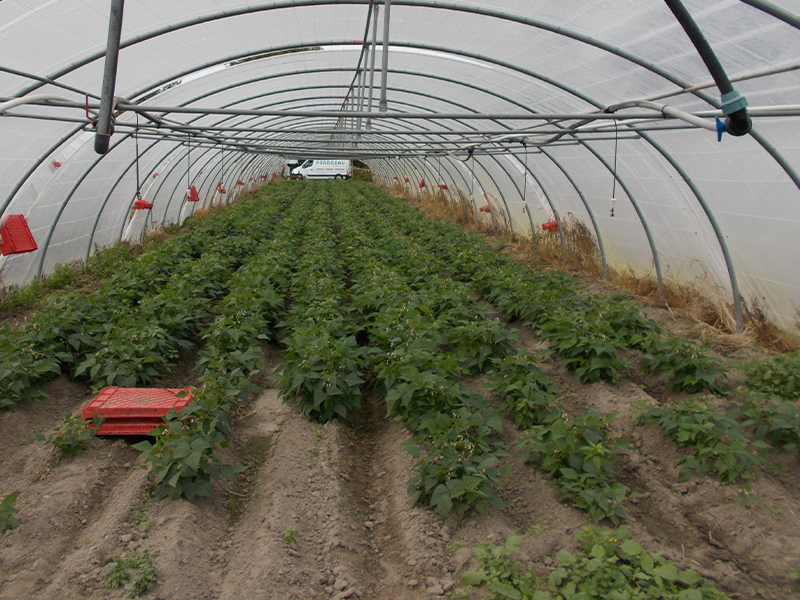 Irrigation par micro-jet dans une serre pour la culture de pomme de terre | Perdr'Eau, Les Maîtres de l'Eau 