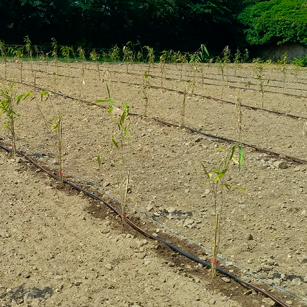 arrosage goutte à goutte au pied des plantes | Perdr'Eau, Les Maîtres de l'Eau