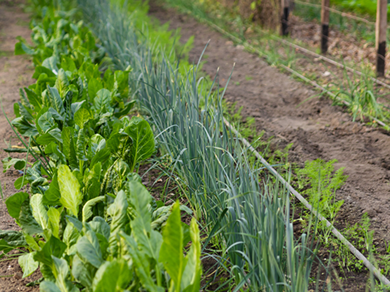 Arrosage automatique potager | Perdr'Eau, Les Maîtres de l'Eau