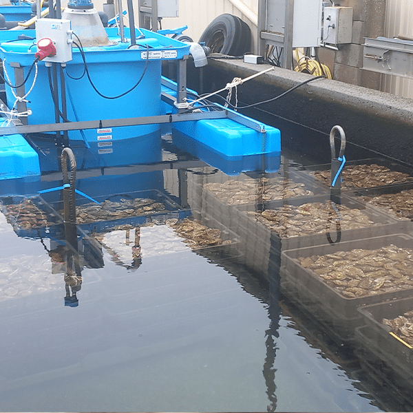 Aération de l'eau des bassins ostréicole - Grand Caen Messy  | Perdr'Eau, Les Maîtres de l'Eau