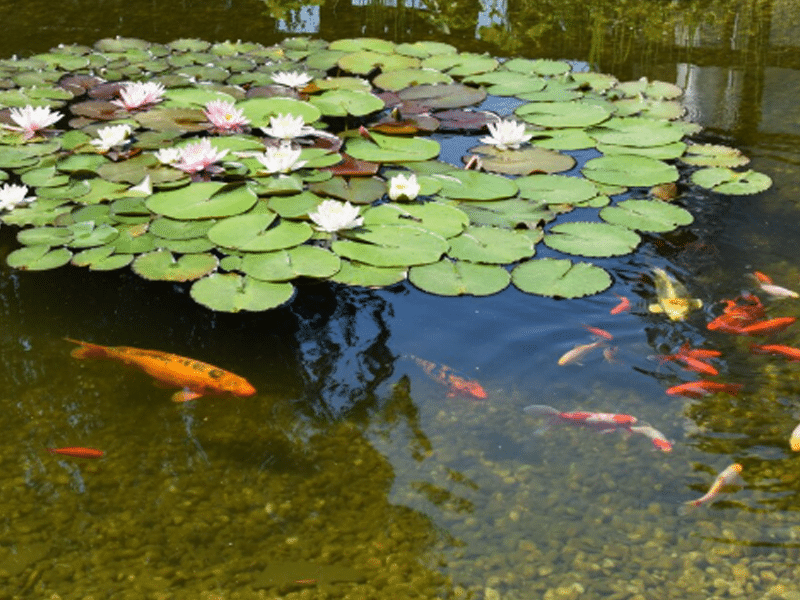 Filtration de l'eau pour un bassin d'ornement | Perdr'Eau, Les Maîtres de l'Eau 